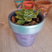Vasetto in terracotta con talea di Crassula🌺🪴