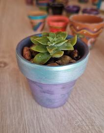 Vasetto in terracotta con talea di Crassula🌺🪴