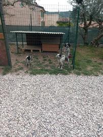 Cuccioli setter inglese