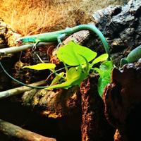 Gastropholis prasina maschio di un anno emmezzo