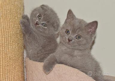 Scottish FOLD e straight con pedigree