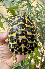 Hermanni tartaruga