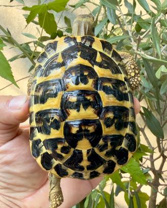 Hermanni tartaruga