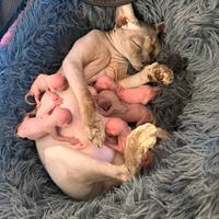 Cuccioli di sphinx