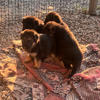 Cuccioli di pastore tedesco