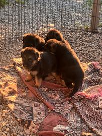 Cuccioli di pastore tedesco