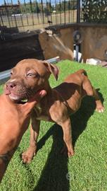 Pitbull Red nose