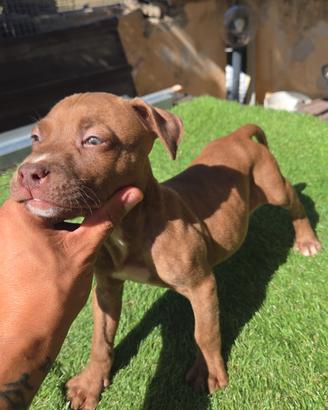 Pitbull Red nose