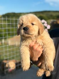 Golden retriever americani