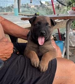 Cuccioli di pastore belga