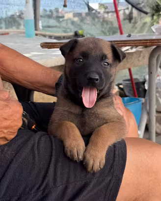 Cuccioli di pastore belga