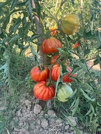 Pomodori