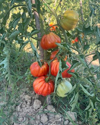 Pomodori