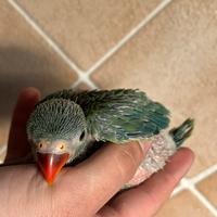 Pappagalli pulli parrocchetti dal collare