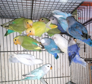 Inseparabili svendita reale per esubero