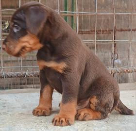 cuccioli jagd terrier