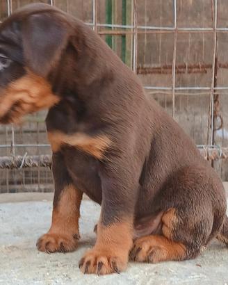 cuccioli jagd terrier