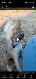Chihuahua pelo lungo maschio