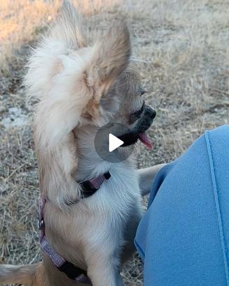 Chihuahua pelo lungo maschio