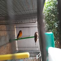 Ultimi due ibridi maschi