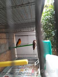 Ultimi due ibridi maschi