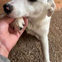 Cucciola simil labrador