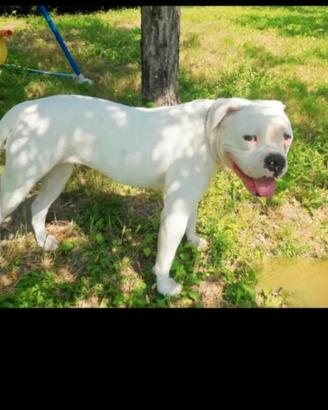 American bulldog