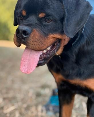 Cucciolone maschio Rottweiler 7 mesi