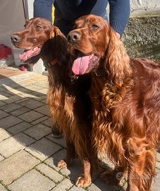 Cuccioli setter irlandese
