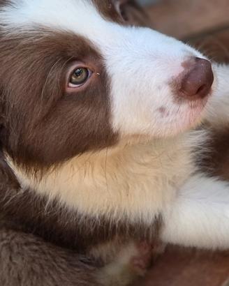 Cuccioli di Border Collie