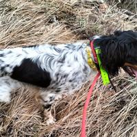 Setter Inglese Femmina