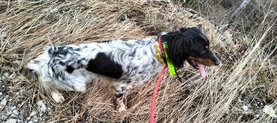 Setter Inglese Femmina