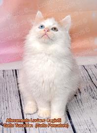 Gattini Turco Van (il Gatto Pescatore) Disponibili