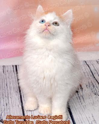 Gattini Turco Van (il Gatto Pescatore) Disponibili