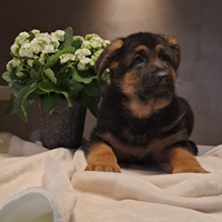 Cucciolo pastore tedesco