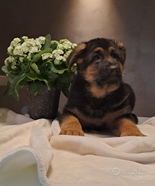 Cucciolo pastore tedesco