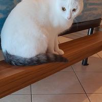 Gatto e suoi accessori