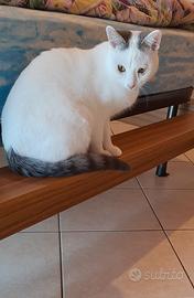 Gatto e suoi accessori