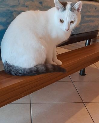 Gatto e suoi accessori