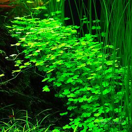 piante galleggianti e stelo per acquario laghetto