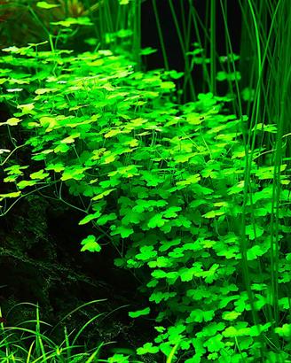 piante galleggianti e stelo per acquario laghetto
