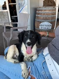 Cucciolo springer spaniel