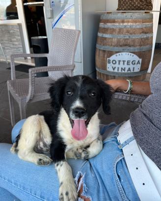 Cucciolo springer spaniel