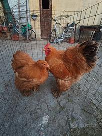 Cocincina gigante coppia