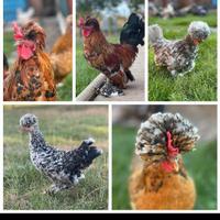 Pollo bulgaro
