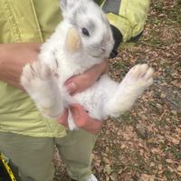 Coniglietti nani piccoli