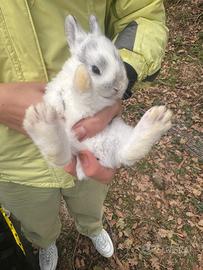 Coniglietti nani piccoli