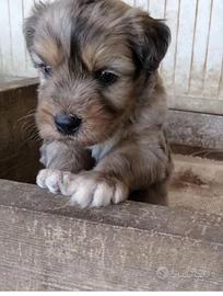 Cuccioli di Pastore Bergamasco