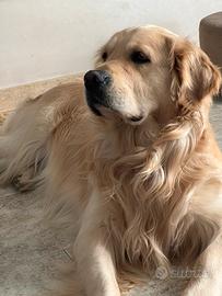 Golden Retriever X accoppiamento