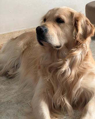 Golden Retriever X accoppiamento